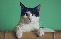 Кошек и собак начали записывать в ж/д билеты россиян через смартфоны
