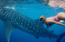 «Мы провели в воде несколько часов»: туристы в Хургаде попытались разыскать китовую акулу