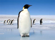 Отдых в окружении пингвинов