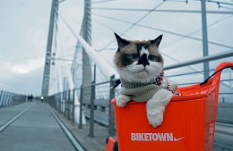 Правила перевозки: как спланировать авиапутешествие с кошкой или собакой 