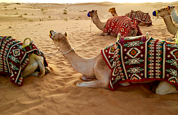 Перелет в Дубай стал в 2 раза дешевле по сравнению с серединой января