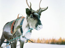 Лапландия не дает покоя