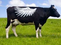 Кризис подрезает крылья?