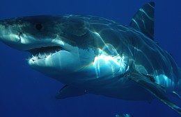 Бить в нос и царапать глаза: что делать, если напала акула