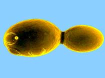 Операторы размножаются почкованием