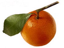 В гостях у «Мандарина»