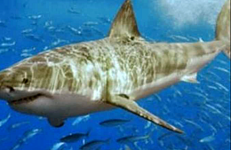 Египет: появление акулы напугало туристов в Дахабе