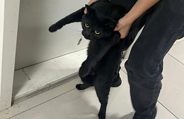 В аэропорту Алма-Аты кот Томас почти месяц дожидался свою хозяйку