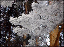 Париж занят, Прага еще свободна