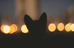 После гибели кота Твикса РЖД решили показать своим проводникам животных