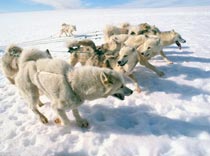 Туда, где всегда мороз