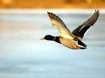 Из Челябинска вылетела «утка»