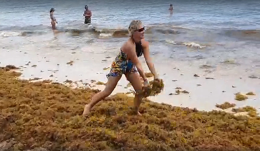 Туристы в Доминикане купаются в море водорослей