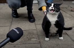 Толстый уличный кот стал туристической достопримечательностью