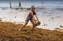 Туристы в Доминикане купаются в море водорослей