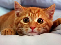 «Рыжему коту» не повезло