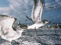 Сколько «крыльев» нужно для Турции?