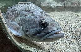 Опасность хищных рыб для туристов и Черного моря сильно преувеличена