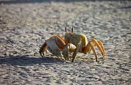 В Венесуэле песочный краб обокрал российского туриста