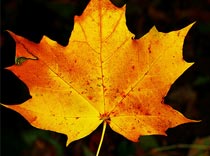 «Отдыхи» все ближе