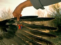 Росавиация подрезала крылья