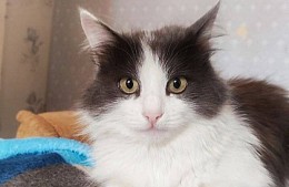 Брошенная в Шереметьево кошка обрела новый дом благодаря сотруднику аэропорта