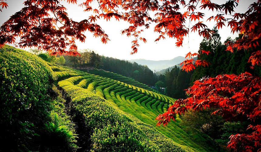 Исполнить любое желание туриста из wish-листа обещают в Южной Корее