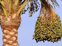 Растет круглый год