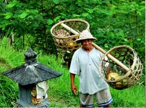 Флаг России над Бали