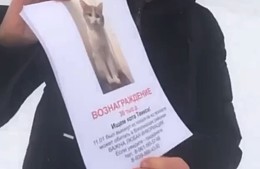 Выброшенного из поезда кота Твикса ищут всей Россией
