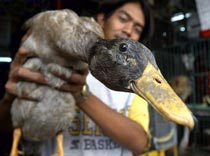 «Утка» – не воробей...