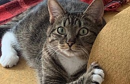 В аэропорту Внуково третий день ищут сбежавшего из переноски кота