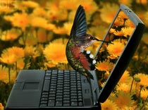 От рекламы Эмиратов двоится