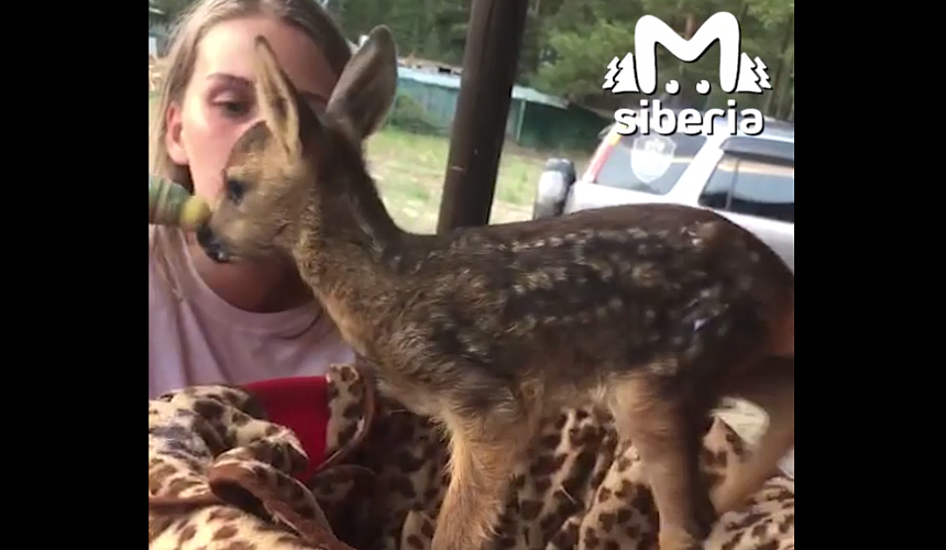 В Алтайском крае спасли оленёнка, который пришел к турбазе из горящего леса