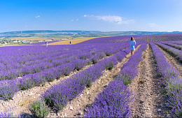 Туристам предложили увидеть, как расцвел Крым