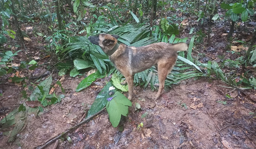 В джунглях Колумбии ищут детей, пропавших после авиакатастрофы 