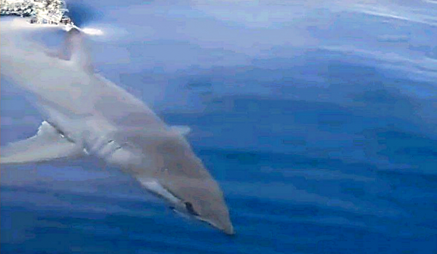 У берегов Хургады вновь замечена акула-мако